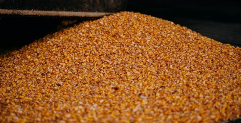 В Україні потрібно запровадити держрегулювання на кукурудзу, щоб запобігти її дефіциту — думка