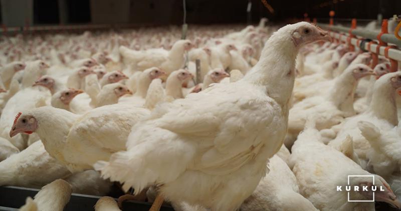 В Німеччині знищено 30 тисяч курчат через пташиний грип