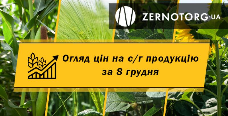 Ціни на пшеницю залишаються стабільно високими — огляд за 8 грудня від Zernotorg.ua