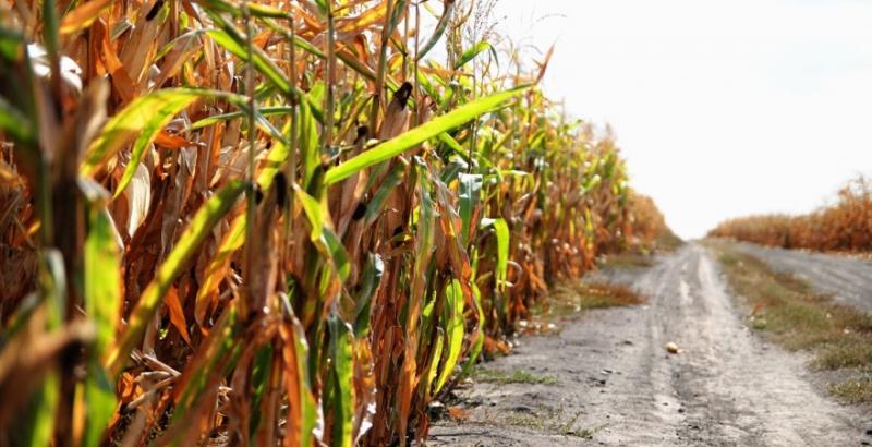 Середня врожайність кукурудзи на фініші сезону 5,4 т/га
