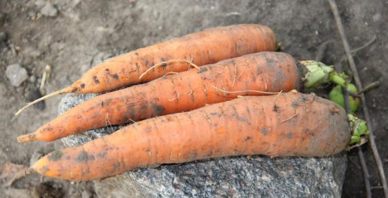 Ціна моркви опустилась до найнижчих позначок за 3 роки