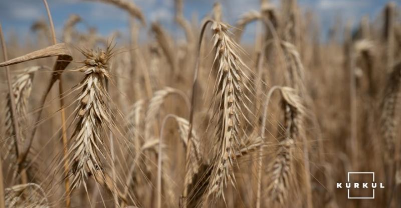 Єгипет закупив на тендері 115 тисяч тонн української пшениці