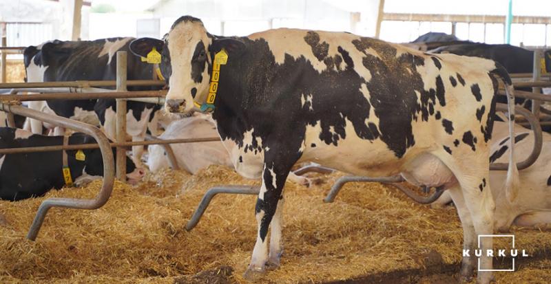 Ферма із Житомирщини планує втричі збільшити поголів’я дійних корів