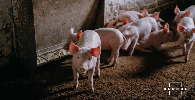 В Україні зростає поголів’я свиней у промисловому секторі