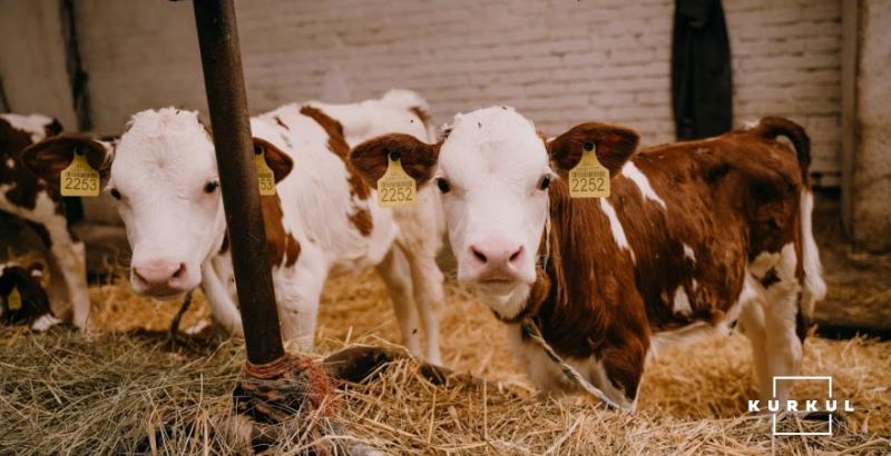 Агрофірма Пісчанська будує новий корпус для корів та кормоцех