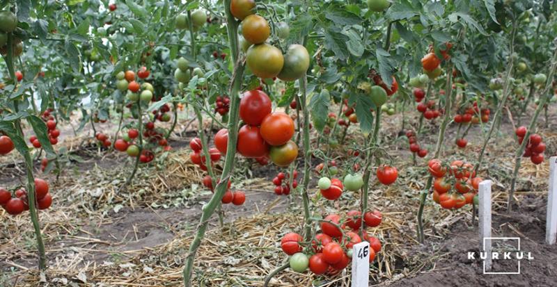 В Іспанії винайшли пристрій для вилову томатної молі