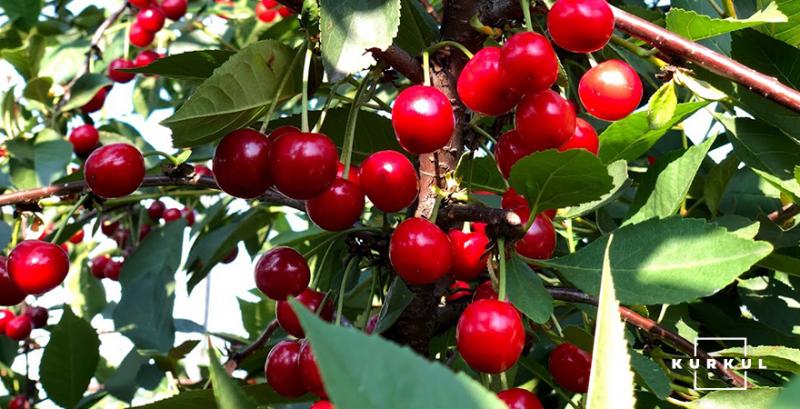 На Львівщині висаджено 600 га нових плодово-ягідних насаджень 
