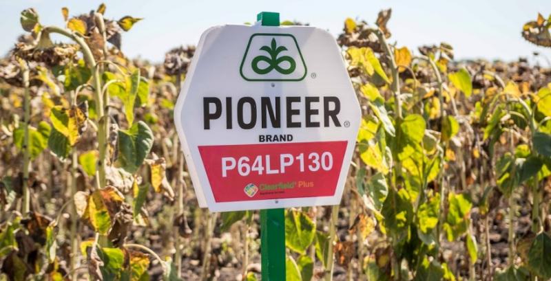 Фермеру купити насіння Pioneer на 30% дорожче ніж агрохолдингу