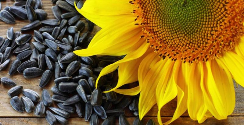 Фахівці радять перевірити насіння соняшника на стійкість до гербіцидів