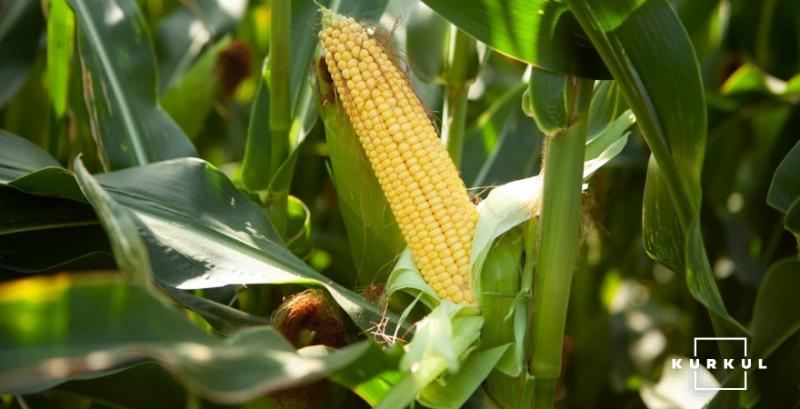 LNZ Group виводить новий гібрид кукурудзи придатний до монокультури