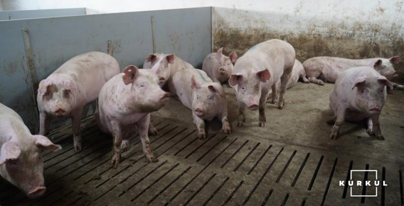 На Миколаївщині зафіксували випадок африканської чуми свиней