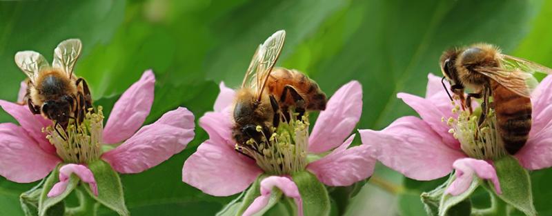 Сім’я бджолярів з Волині розвиває промислове запилення рослин
