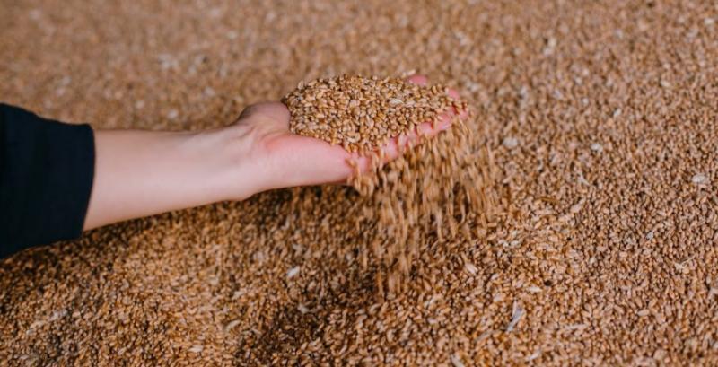 В Росії зібрали рекордний врожай пшениці