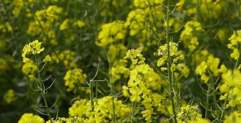В Україні хочуть ввести штраф для аграріїв за неправильне поводження з ГМО