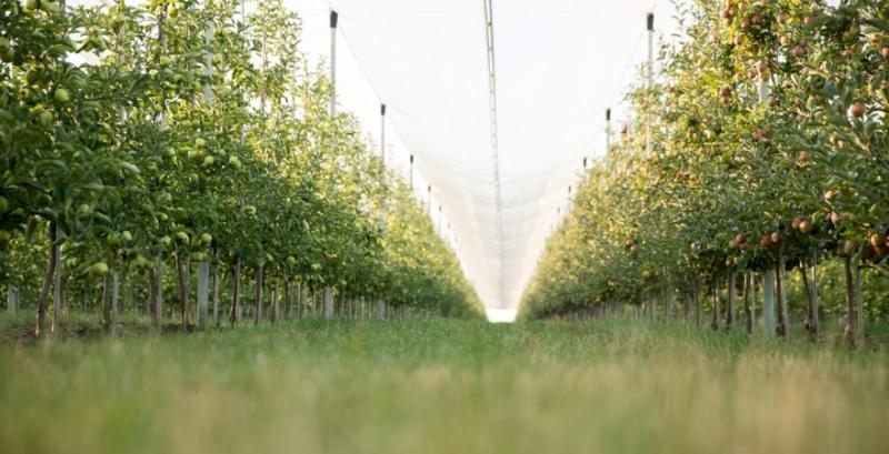 Садівникам та виноградарям виплатили 290 млн грн дотацій