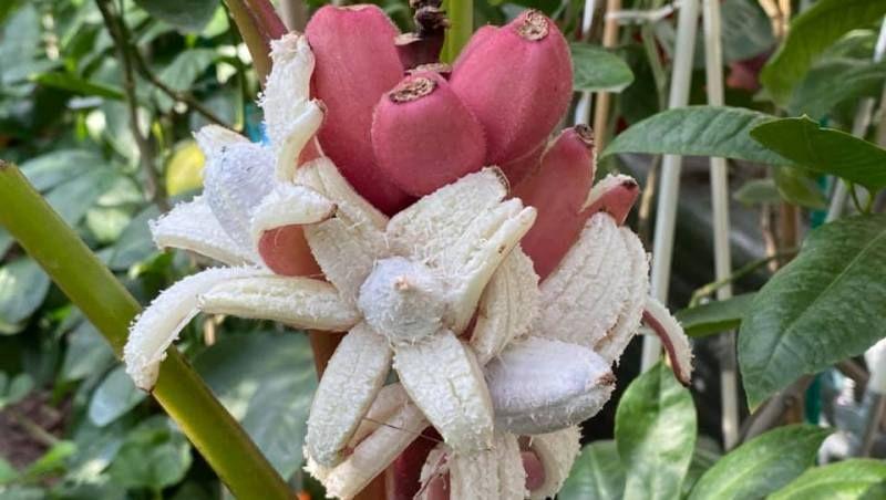 На Запоріжжі виростили рідкісні рожеві банани