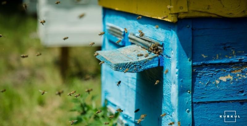 На Одещині почали літати бджоли через аномальне тепло