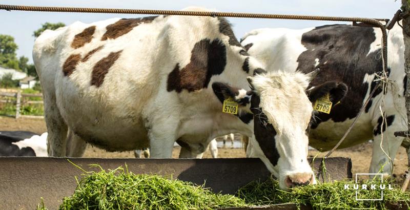 До Асоціації виробників молока долучилося 22 нових молочних господарства за рік