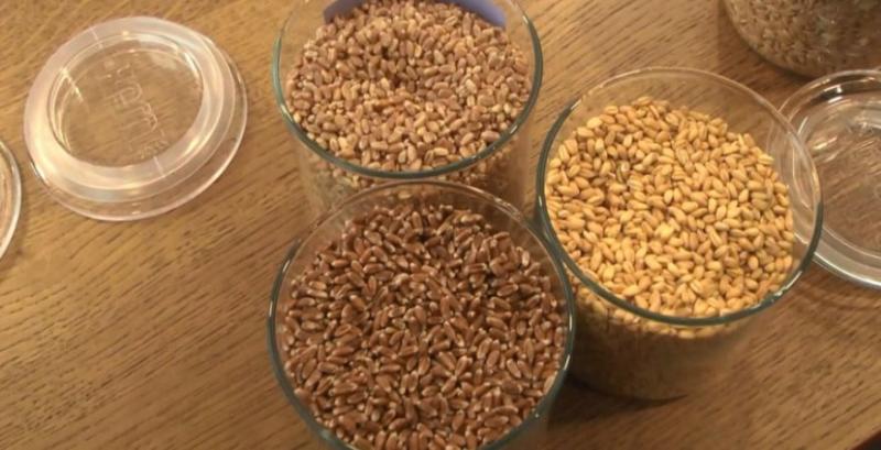 В Україні тестують перші вироби з кольорової пшениці