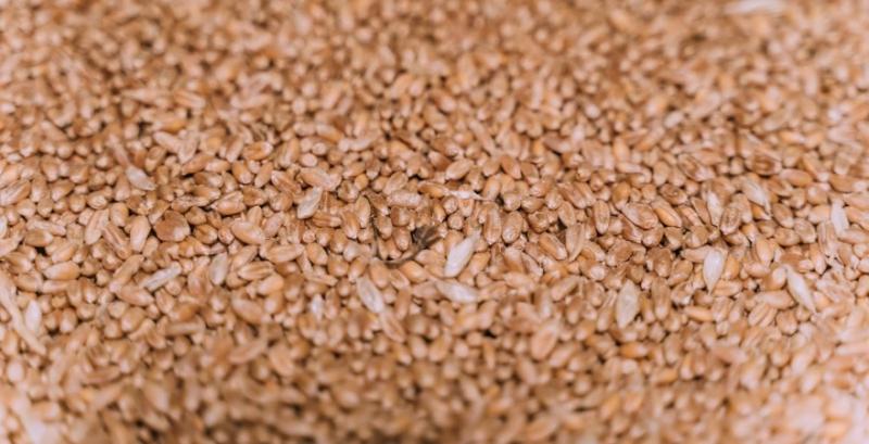 Бангладеш планує збільшити імпорт української пшениці