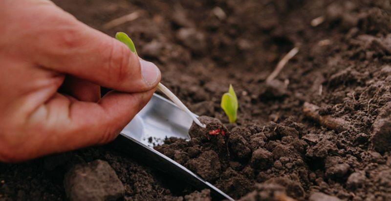 Штучне інокулювання рослин допоможе збільшити врожай в умовах посухи — фахівець