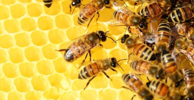 У Кореї створили робота-бджоляра, який збирає стільники з вуликів