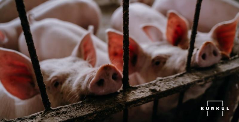 Чисельність свиней в підприємствах досягла рекордних показників із 2017 року