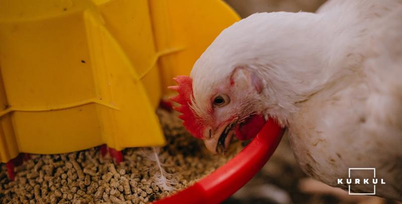 Україна зможе експортувати курятину до Канади