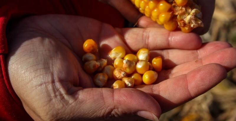 Україна встановила граничні норми експорту кукурудзи