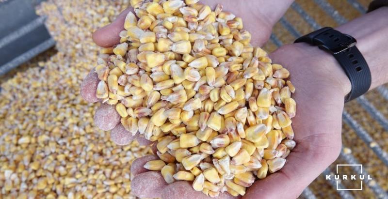 У багатьох областях України фуражне зерно уражене шкідниками