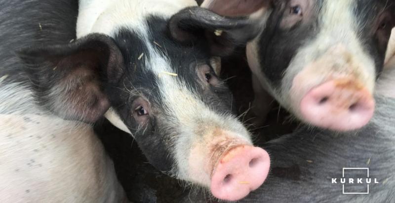 На китайському тваринницькому комплексі будуть клонувати свиней