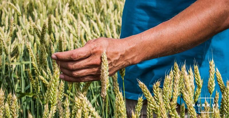 Американські вчені виводять безглютенові сорти пшениці