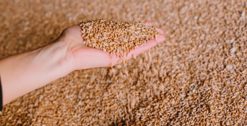Минулого року Україна втратила мільйони тонн зерна через зміни клімату