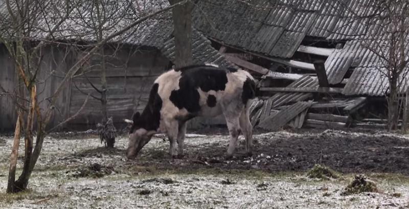 На Львівщині фермера звинувачують у знущаннях над тваринами