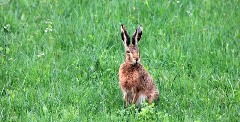 На Чернігівщині через мінеральні добрива на полях вимирають зайці