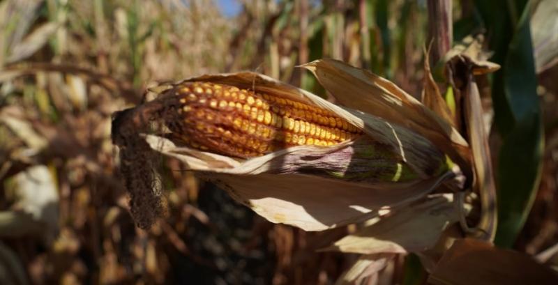 Експорт кукурудзи перевищив 11 млн тонн