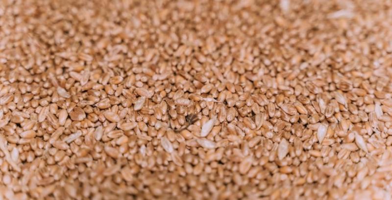 Експорт зерна з України перевищив 29 млн тонн