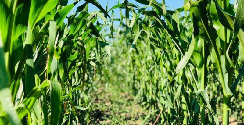 Американські фермери планують збільшити площі під кукурудзою та соєю