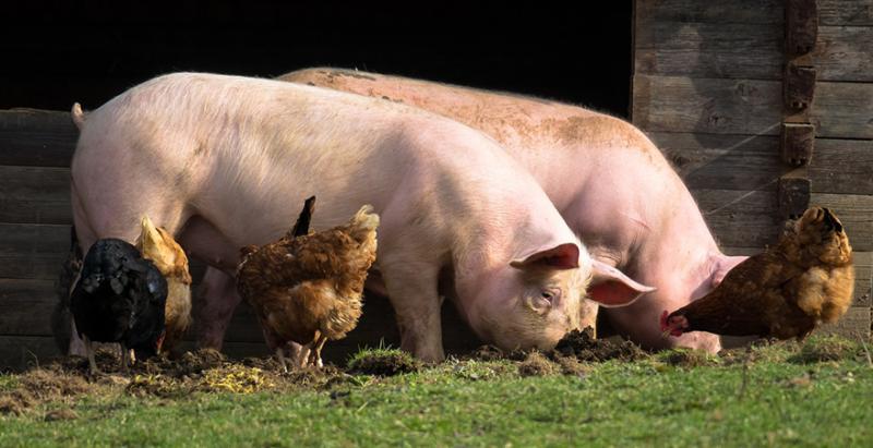 В Україні очікується зростання виробництва свинини та курятини