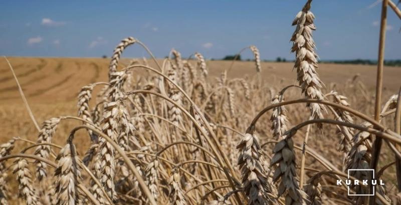 НАБУ запобігло розтраті 800 тонн зерна філії Держрезерву 