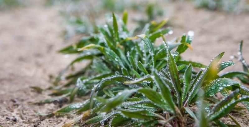 Різке зниження температури може призвести до загибелі посівів на Одещині — аграрії