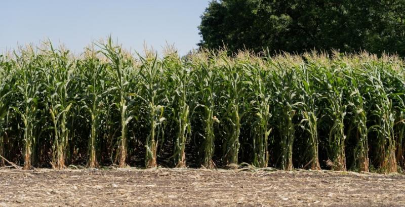 Попит на силосну кукурудзу в аграріїв щорічно зростає на 20%