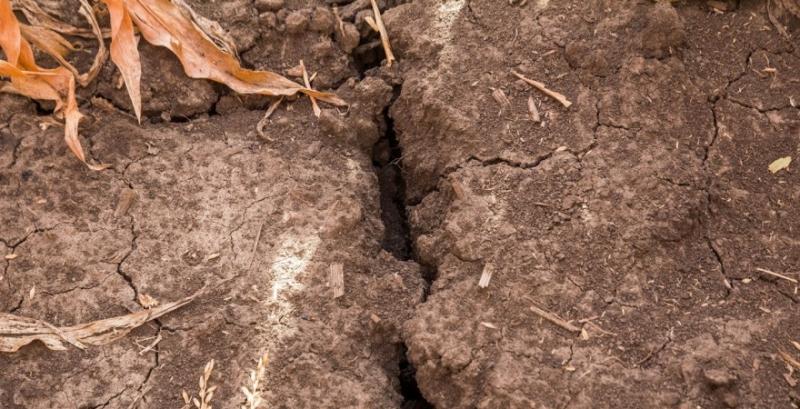 В Україні почастішають посухи та суховії — прогноз метеорологів