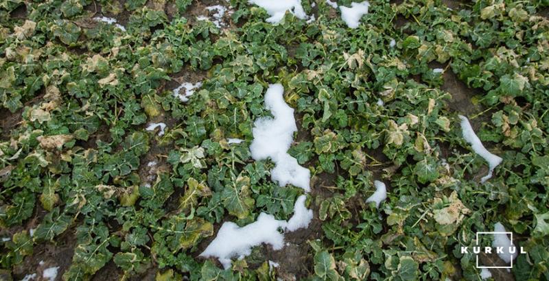 Експерт розповів, як зберегти врожайність озимого ріпаку при заморозках