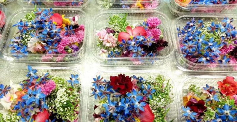 На Київщині сімейне господарство вирощує їстівні квіти