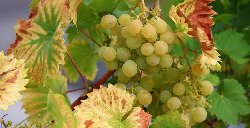 Названо головні проблеми при вирощуванні винограду в теплицях