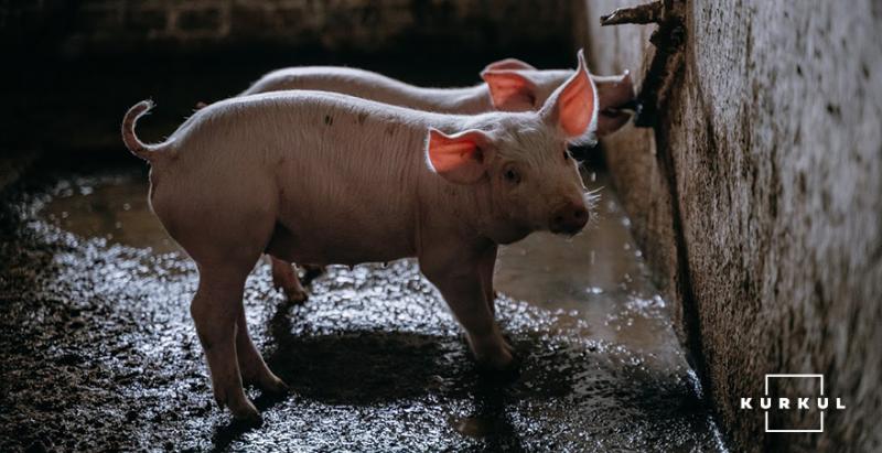 На Одещині фермера звинувачують в неналежному догляді за тваринами