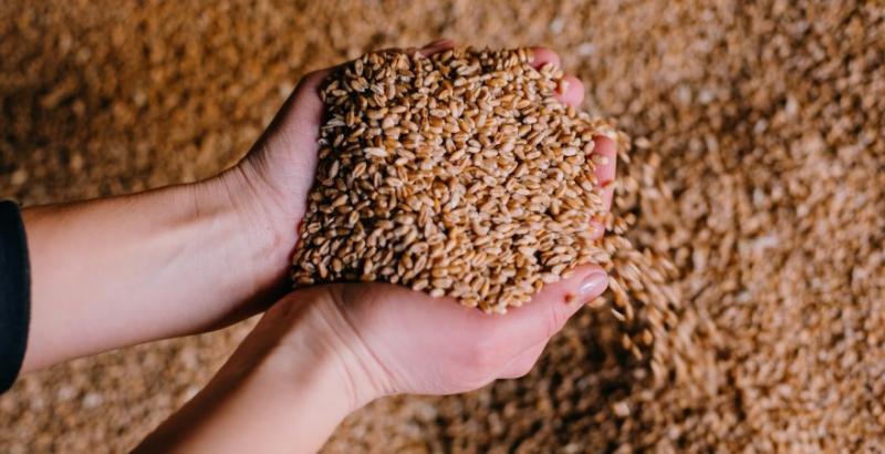 Україна активізувала експорт зерна