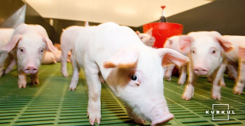 У Казахстані побудують українсько-швейцарський комплекс з вирощування чистопородних свиней