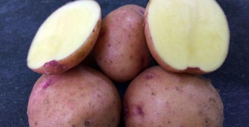 Названо український сорт картоплі з врожайністю до 100 т/га